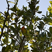 Blackburnian Warbler, Sabina Wood, Houston, Texas